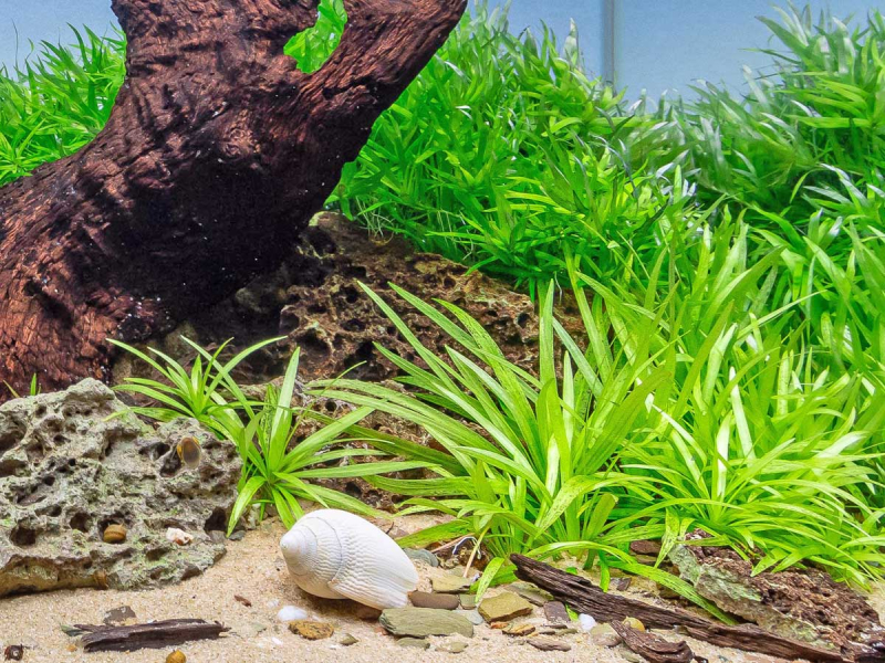 Schmalblättrige Schwertpflanze - Helanthium bolivianum Quadricostatus in vitro